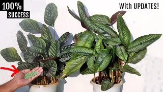 DON'T KILL AGAIN! My COMPLETE Calathea Plant CARE Guide!