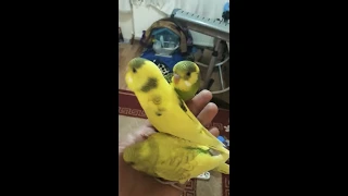 Muhabbet Kuşunun 30 Günlük Gelişimi #Shorts  (The budgies puppies are talking)