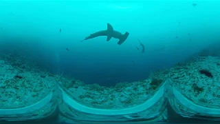 Massive Schools of Hammerhead Sharks - Malpelo Island