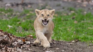 Zoo Planckendael (Asian lion cubs/Aziatische leeuwenwelpen) - December 18, 2023