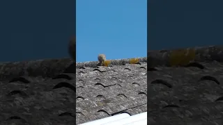 seagull chick comes running towards its mom, who then proceeds to run it over