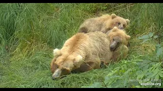 128 and cubs take a nap - Explore.org July 12, 2021