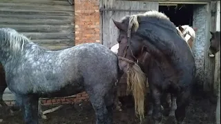 Три кобылы в охоте жеребец растерялся