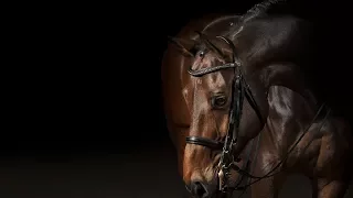 There's Nothing Holdin' Me Back [Equestrian Music Video]