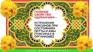 Одуванчик в Аюрведе - Домашний лекарь - выпуск №90