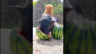 Pig enjoying the watermelon with carrying the baby dog #pig #babydog #animals #animalshow