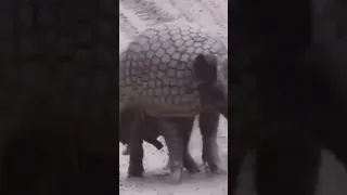 The defence mechanism of an armadillo