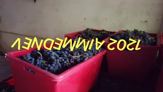 San Colombano al Lambro VENDEMMIA 2021