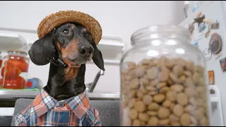 In Disguise | Freshpet Commercial :30