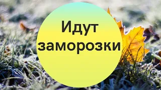 В Украине ударят заморозки: синоптики предупредили о похолодании и озвучили детальный прогноз