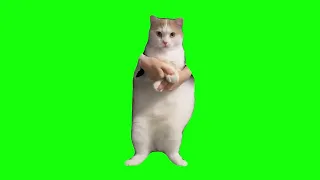 Cat Dancing to EDM - Green Screen