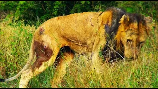 Male lion Fatally Wounded after a fight! Oldest Kruger Male Lion. Kruger National Park!#lion
