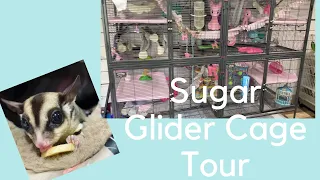 sugar glider cage tour and care