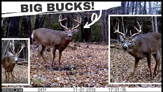 My 10 BEST Whitetail Deer Buck Clips | Trail Cam Videos