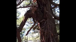 Sasquatch hiding on twisted dead trees