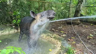 ASMR - Tapir Taking Bath in Rainforest