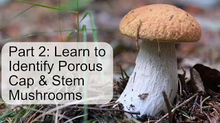 Mushroom Identification Course (Pt 2): Porous Cap & Stem #mushroom #mycology #foraging