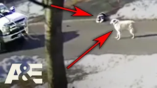 Hero Dog Stops a Truck To Get Help for Owner Having a Seizure | An Animal Saved My Life | A&E