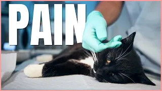 Your Cat is in PAIN – Don’t Ignore These Signs! 🔥