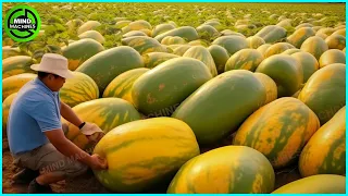 The Most Modern Agriculture Machines That Are At Another Level , How To Harvest Melons In Farm ▶8