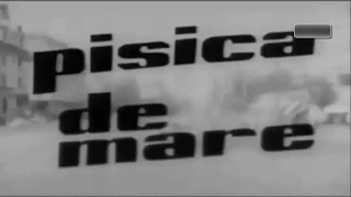 Film Romanesc: Pisica de mare (1963)