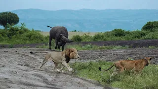 Amazing Footage Of Buffalo Chasing Lions In Uganda