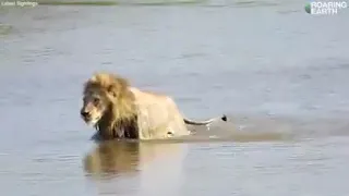 2 big lions cross a river in crocodile territory