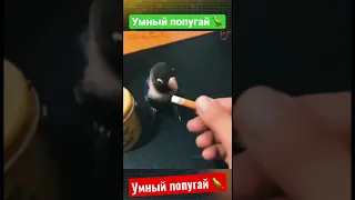 Попугай уборщик / Parrot cleaner 🦜😂