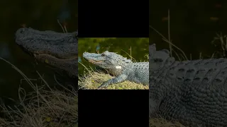 Time Lapse |CROCODILE| Animals Grow Up - I'm a Big Kid Now| Animals Transformation| #shorts