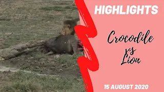 Highlights - Maasai Mara Lion and Crocodile tug of war over wildebeest 15 Aug 2020