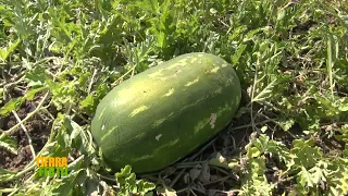 TIERRA FÉRTIL TV-COSECHA DE SANDIA Y PRODUCCIÓN DE JITOMATE (02.05.20)