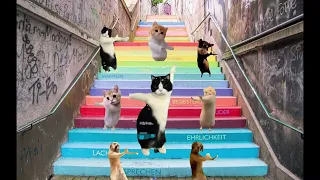 ダンス猫さん集 dancing cat【自分が癒されたい時に観る動画】 #猫ミーム  #catmemes