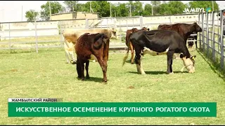 Искусственное осеменение крупного рогатого скота