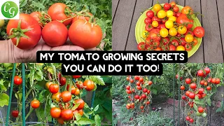 🍅Unlocking Tomato Mastery: Top 10 Secrets for Exceptional Tomato Growth🍅