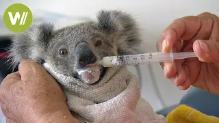 Süßes Koala-Baby wird gefüttert