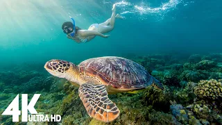 11 HOURS of 4K Underwater Wonders + Relaxing Music - Coral Reefs & Colorful Sea Life in UHD