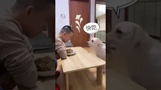 You will get STOMACH ACHE FROM LAUGHING SO HARD🐶Funny Dog Videos #Short 63 1 | Unique