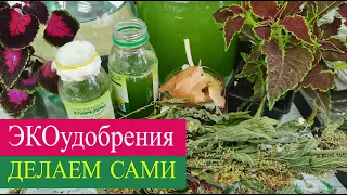 ХЛОРЕЛЛА- удобрения для растений делаем сами.  ЛУКОВЫЙ и КРАПИВНЫЕ настои