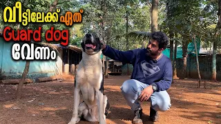 ഇതിൽ ഏത് GUARD DOG  ആണ്   ഇഷ്ടപ്പെട്ടത് ? || Vickies Greeny