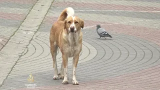 Masovno trovanje pasa višegodišnji problem Sjeverne Mitrovice