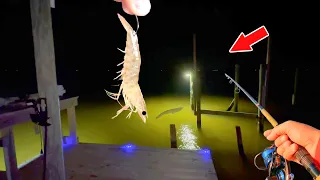 Tossed a Live Shrimp Under a Dock Light and Caught THIS!