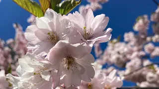 Cherry Blossom blooming in Riga (Latvia) 03.05.2022 🇱🇻