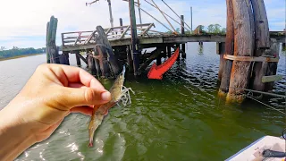 Tossing Live Shrimp Under Abandoned Docks for Dinner!