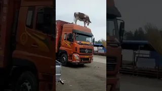 Animals Jump Off Slaughter Trucks to Save Themselves from Slaughter