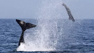 Killer Whale Flips Seal Into the Air