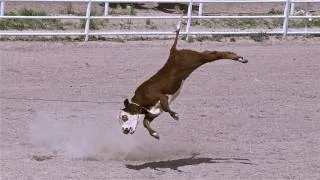 Rodeo Roping - Cruelty Exposed