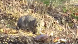 BobCat hunting Squirrel