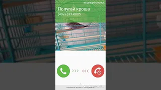 Как позвонил мой попугай кроше