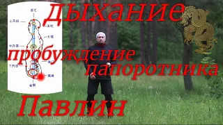 Цигун - нейгун. Пробуждение папоротника. Позиция павлина - влияние на зрение. Цихай - канда, дыхание