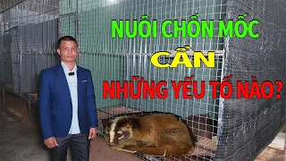 Nuôi Chồn Mốc Cần Quan Tâm Đến Những Yếu Tố Nào? Chồn Mốc Miền Nam